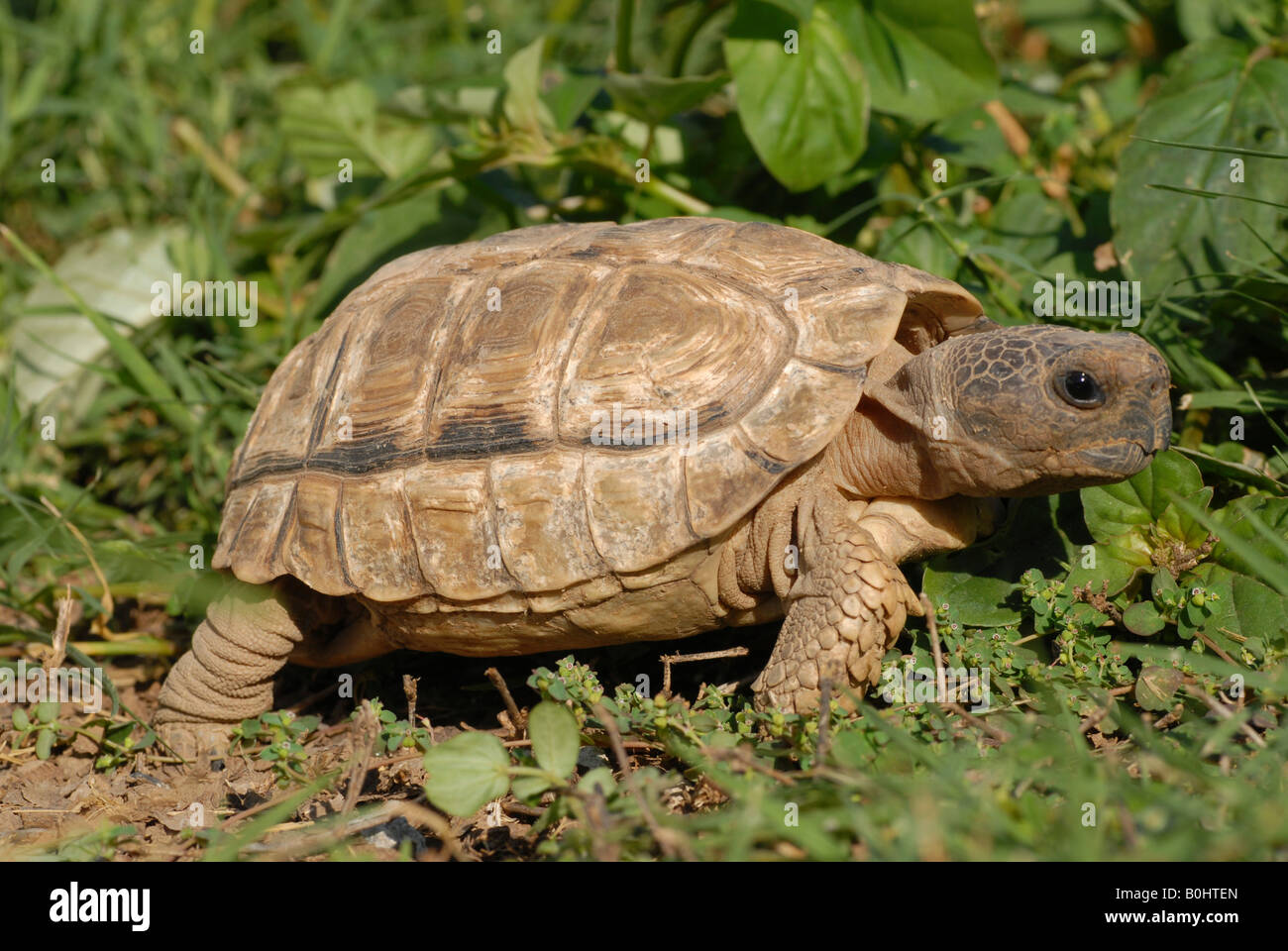 Argentine Tortoise, Chaco Tortoise or Southern Wood Tortoise (Geochelone chilensis), old and scarred, Gran Chaco, Paraguay, Sou Stock Photo