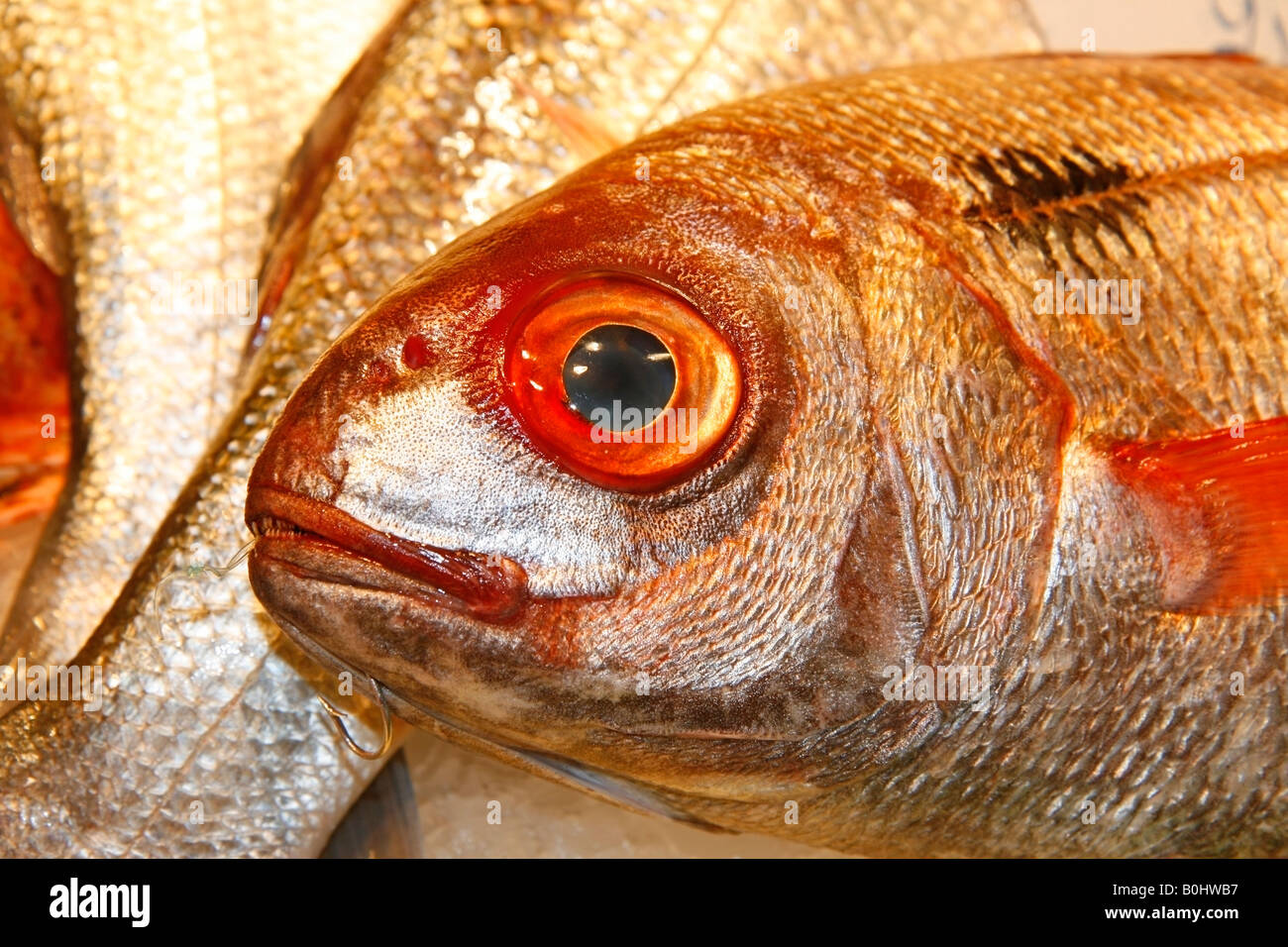 Blue spotted bream La Boqueria Market Barcelona Catalonia Spain Stock Photo