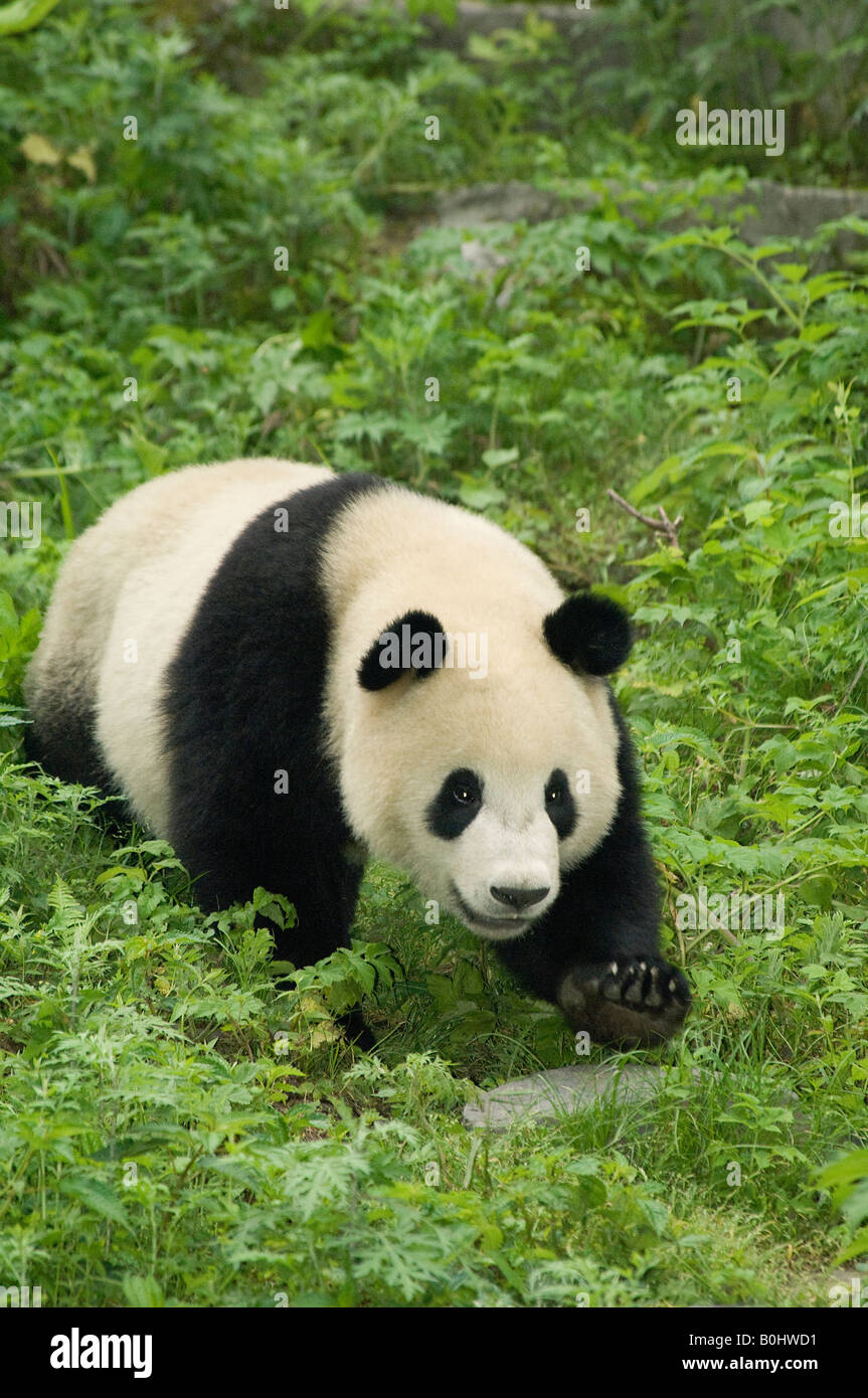 Giant panda Ailuropoda melanoleuca walking Wolong Sichuan Province China Stock Photo