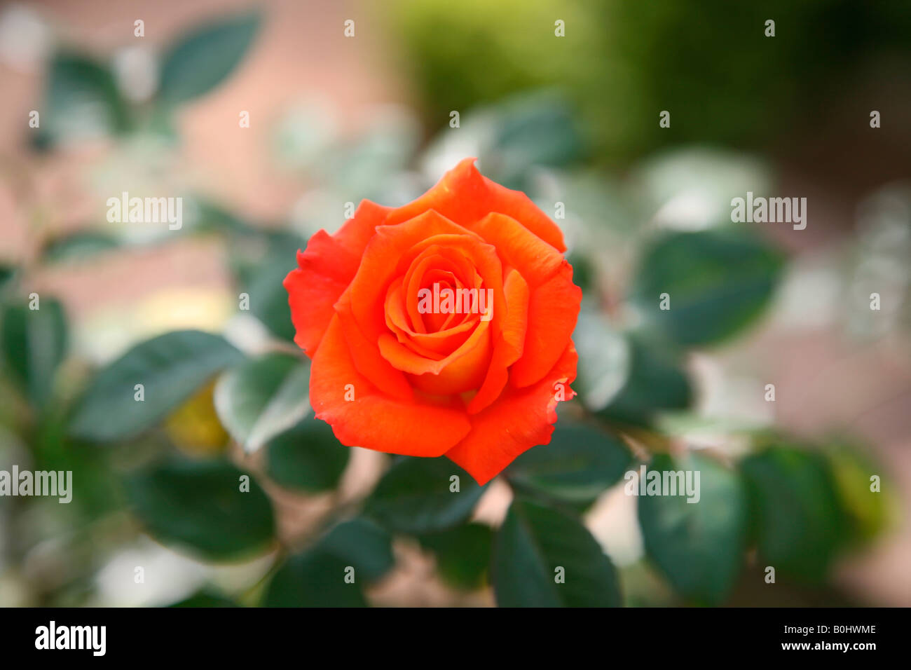 Humility rose flower hi-res stock photography and images - Alamy