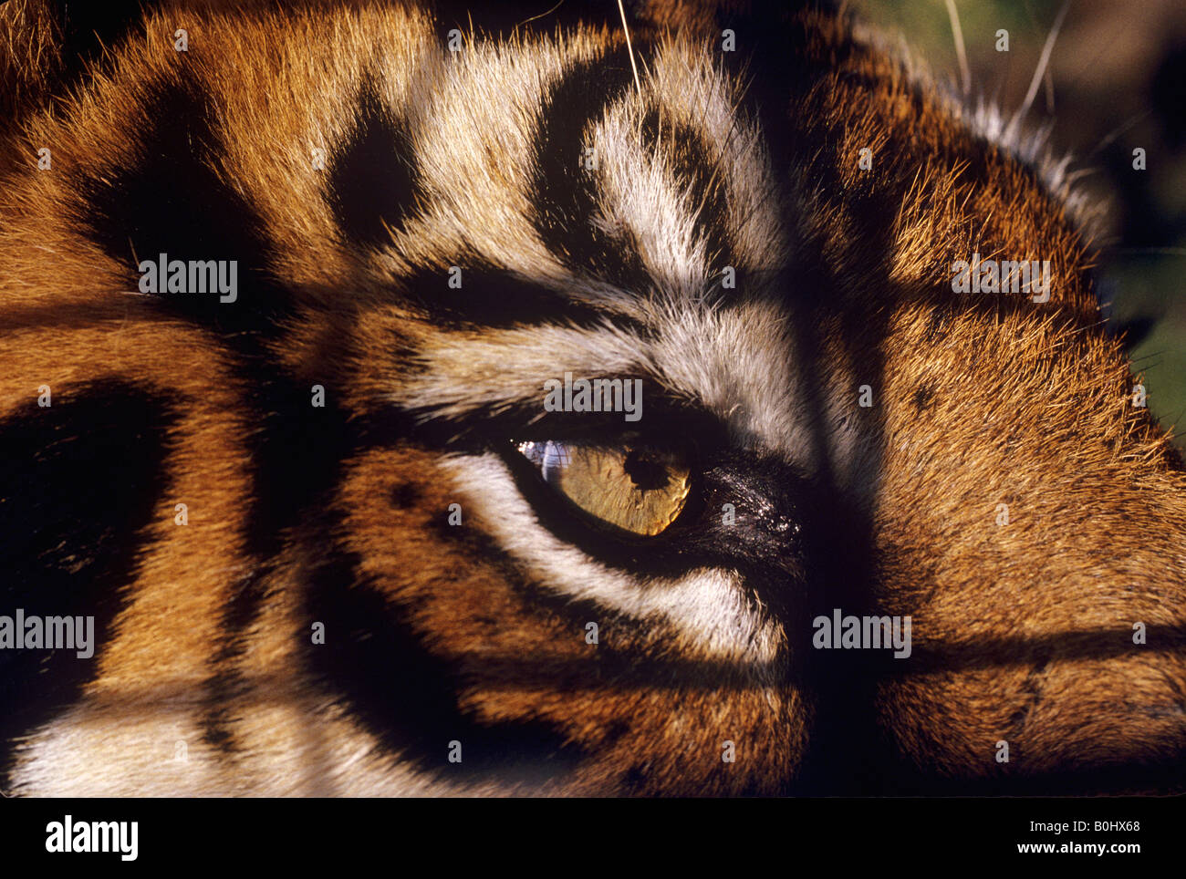 Captive tigers eye framed by shadows of wire mesh Stock Photo