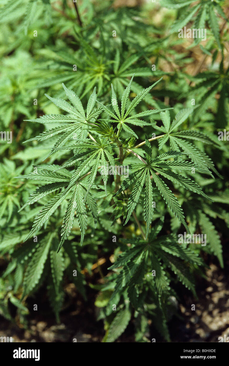 Cannabis Indian hemp Cannabis sativa Stock Photo