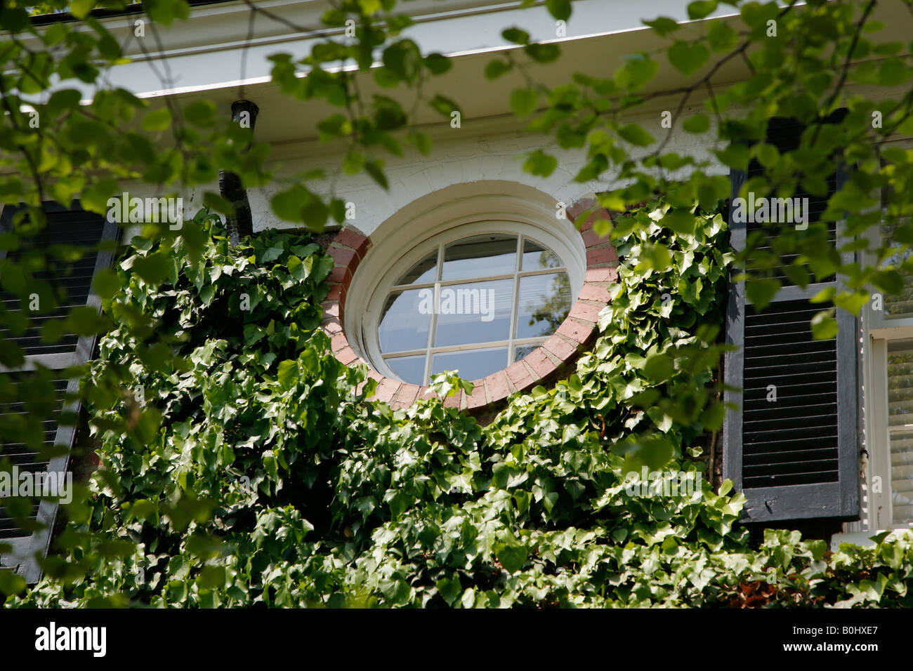 House window with ivy growing, Washington DC, USA Stock