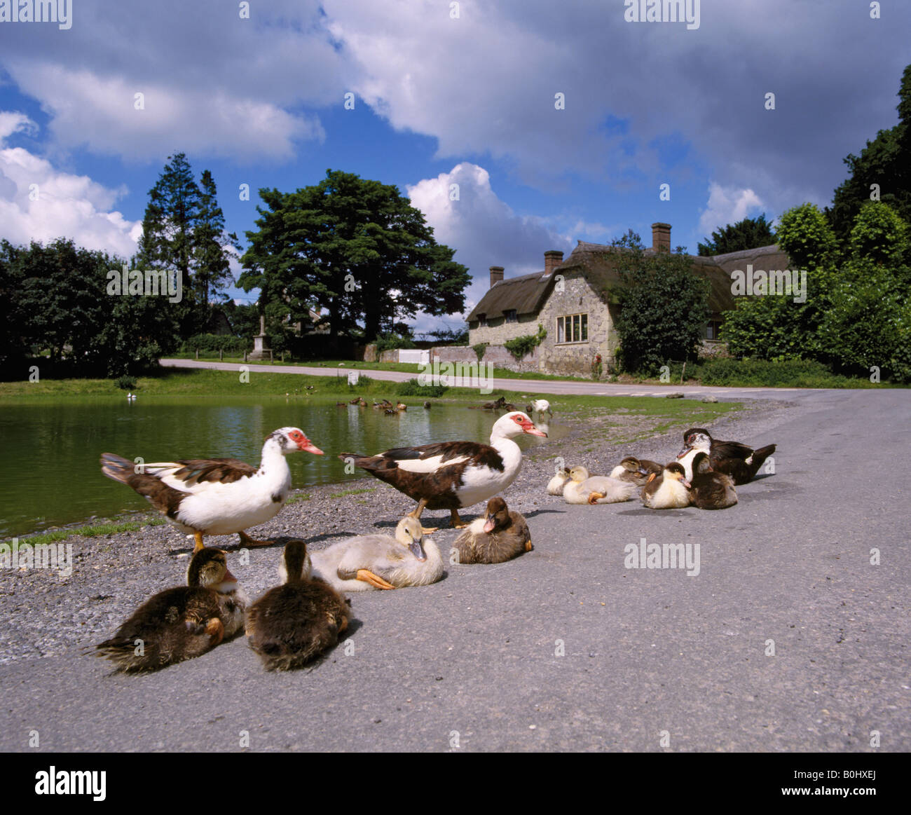 Muscovy ducks and ducklings by the pond in village of Ashmore on