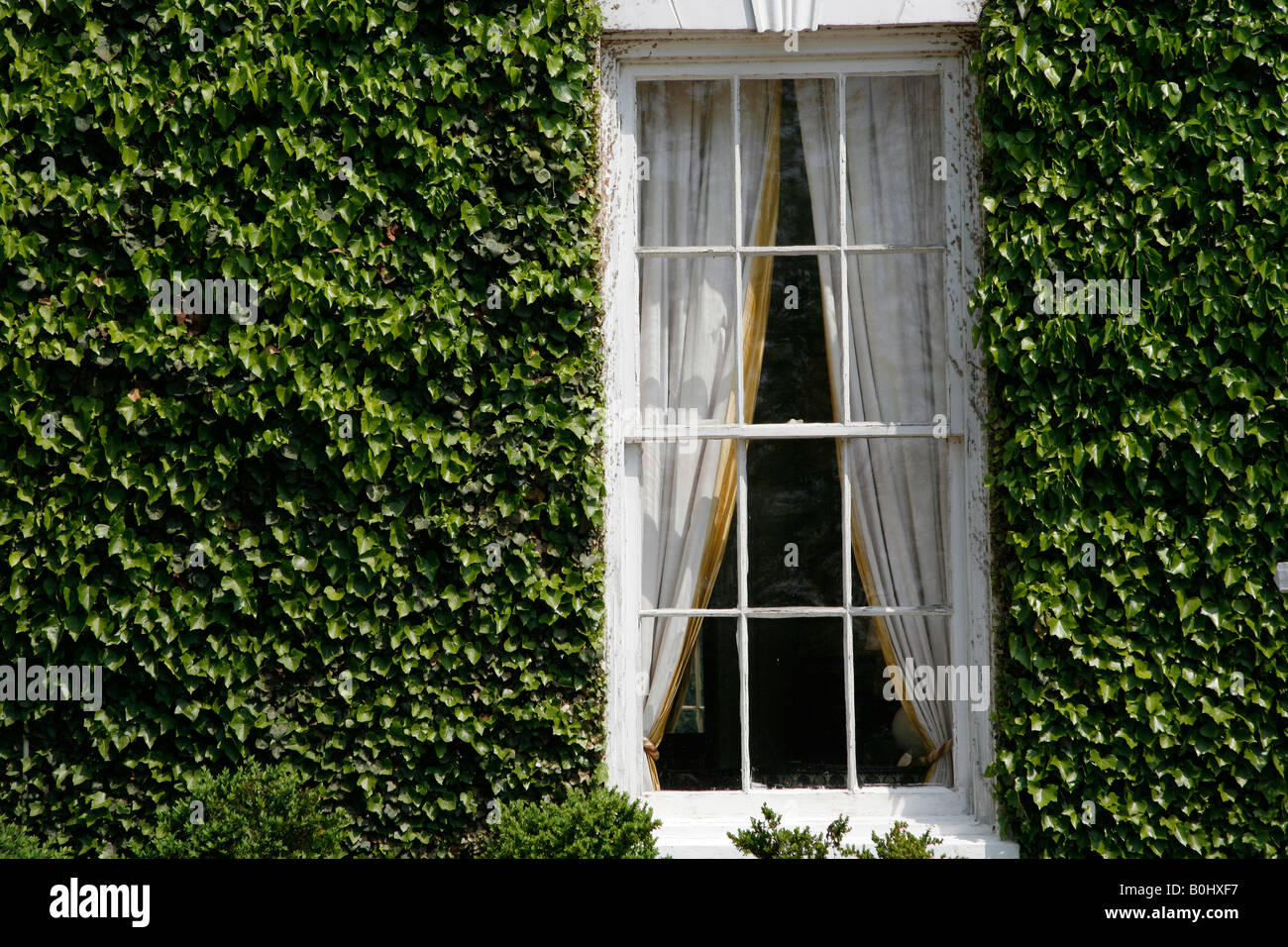 House window with ivy growing, Washington DC, USA Stock