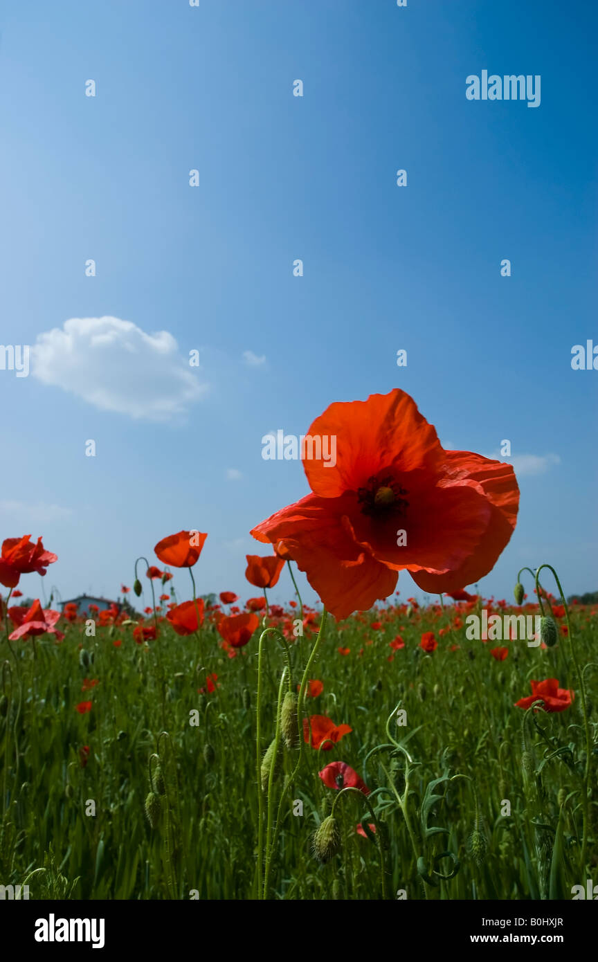 Italian poppies field in spring. Lombardy - Italy. Space for text Stock ...