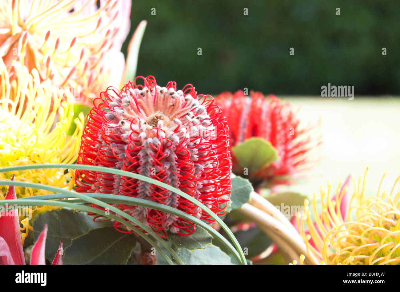 Australian Native Flowers High Resolution Stock Photography and Images ...