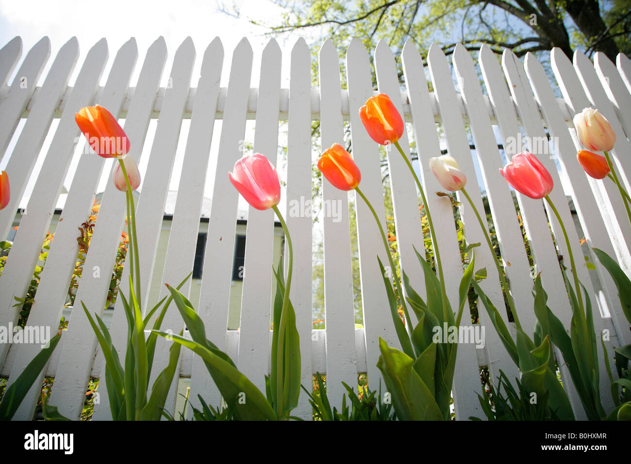 Tulips growing by white picket fence, spring, Washington DC, USA Stock Photo