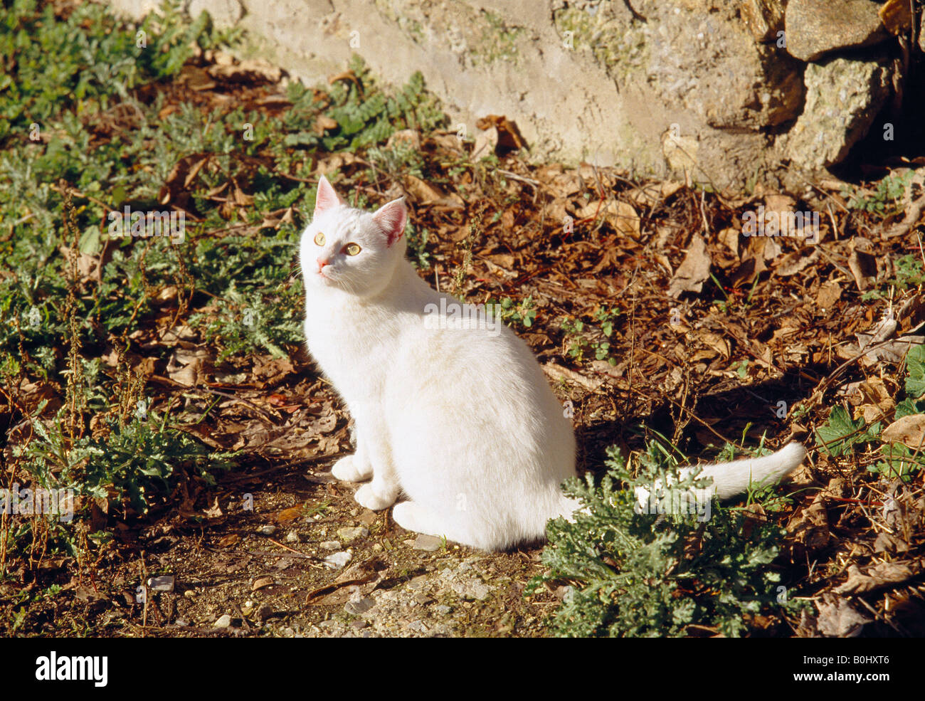 White cat. Stock Photo