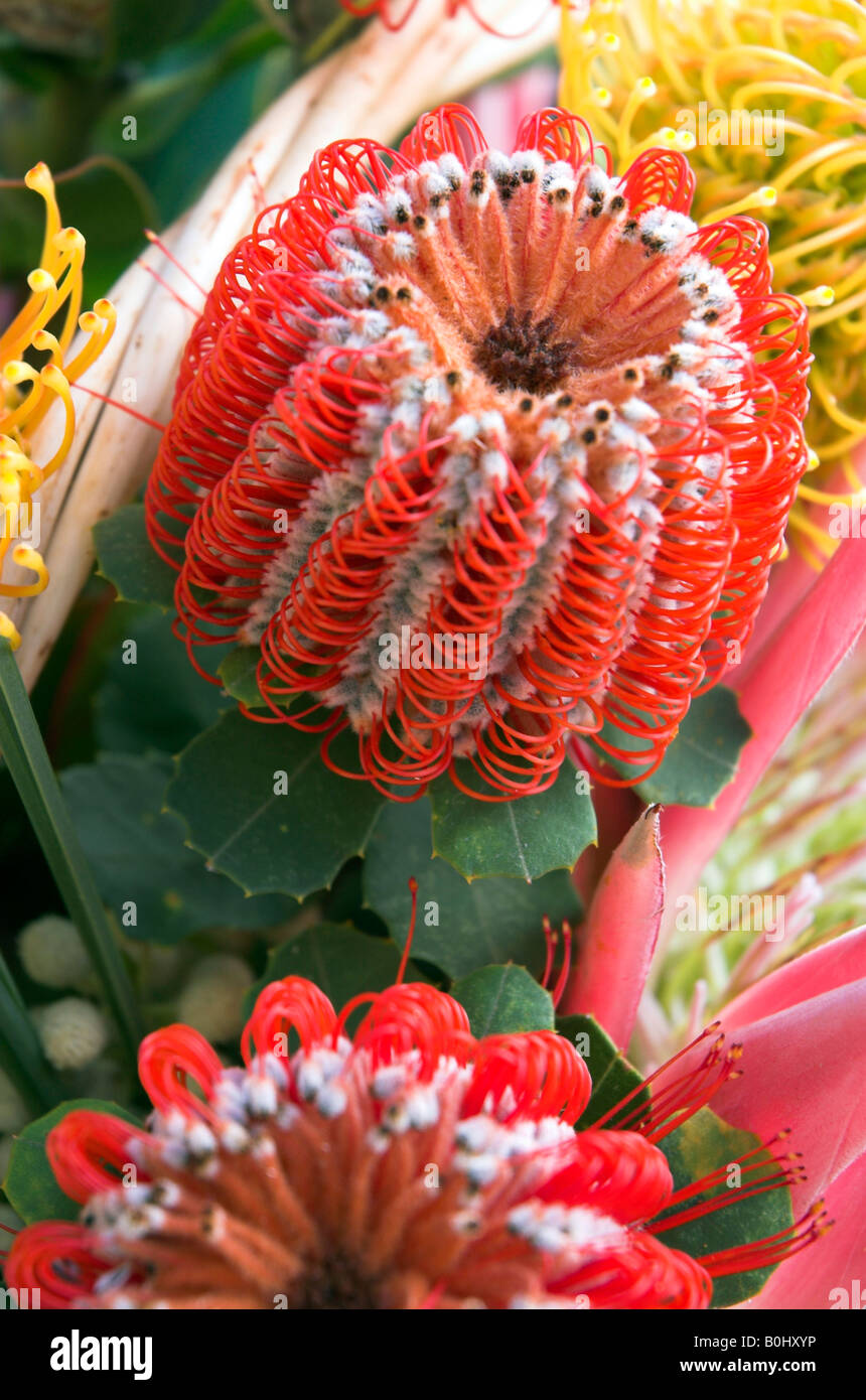A floral display of Australian native flowers featruing a red banksia Stock Photo