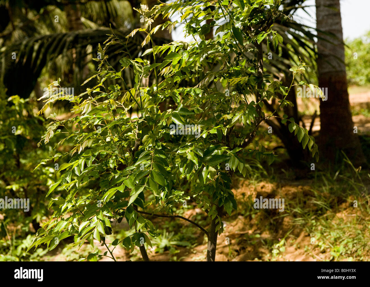 A young neem tree growing in a farm with other crops - neem trees are planted alongside the roads and walkways to provide shade. Stock Photo