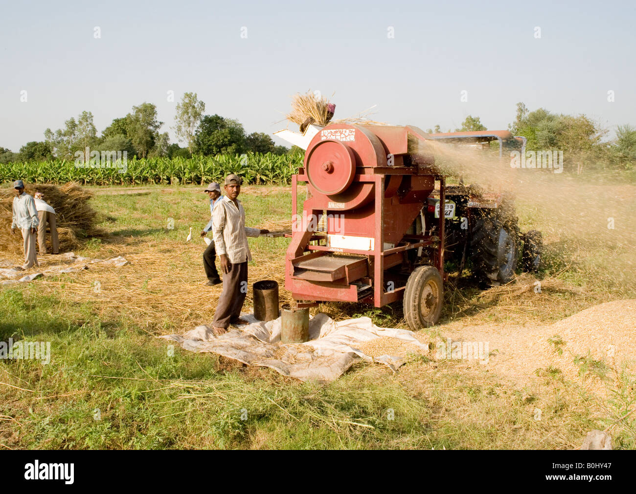 Wheat stooks are fed into the mobile pounding mill by hand to crush and