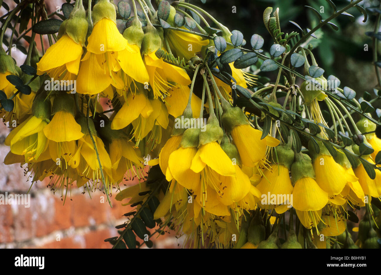 Sophora microphylla 'Sun King' kowhai yellow Spring flowers garden plant Stock Photo