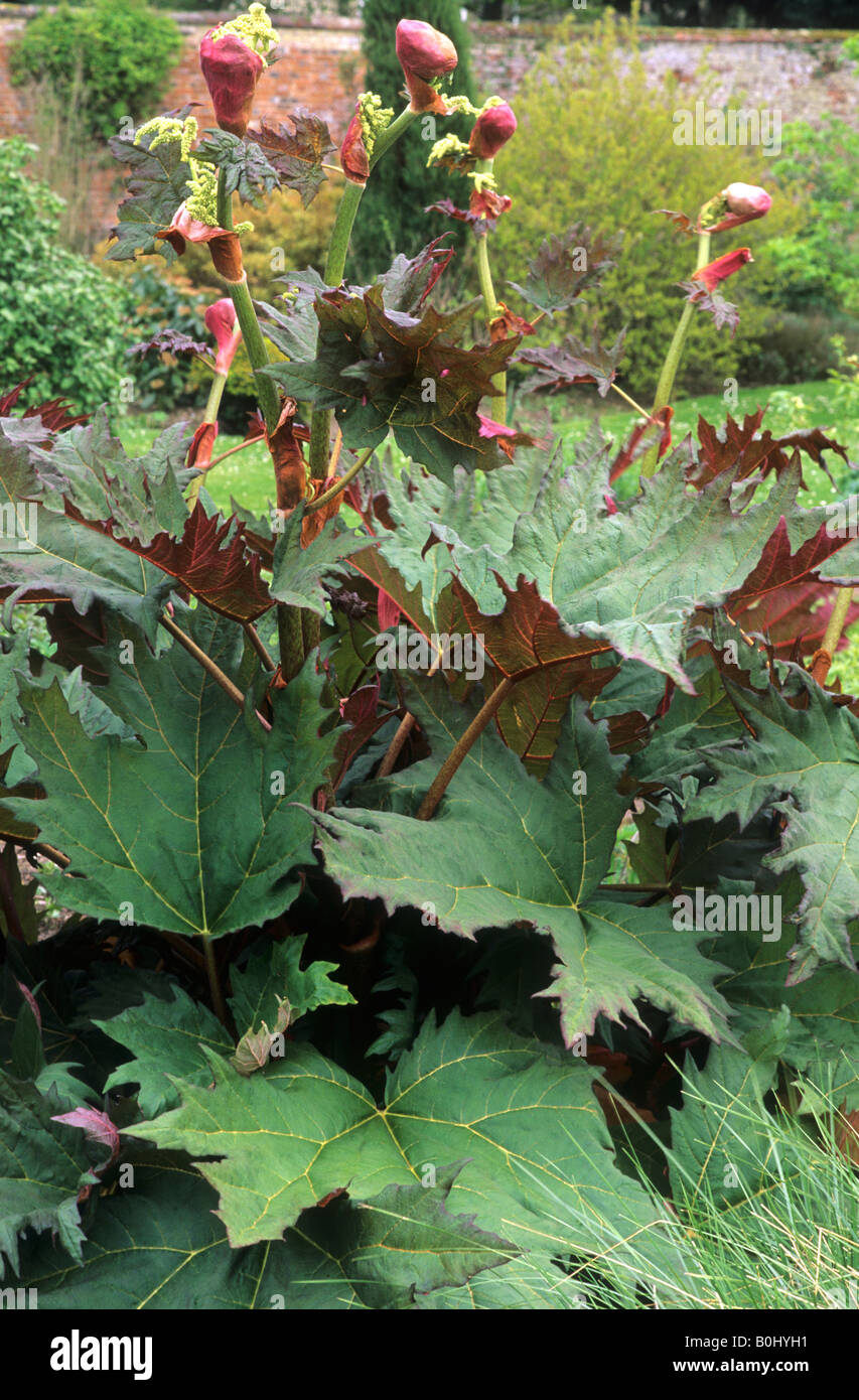 Rheum palmatum var tanguticum rhubarb garden foliage plant young red leaves  Stock Photo - Alamy