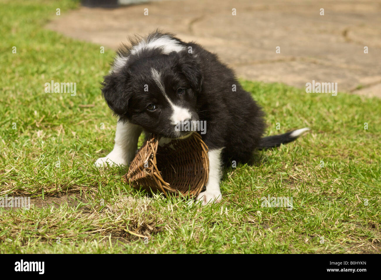 Jack the 8 week old border collie pup Stock Photo - Alamy