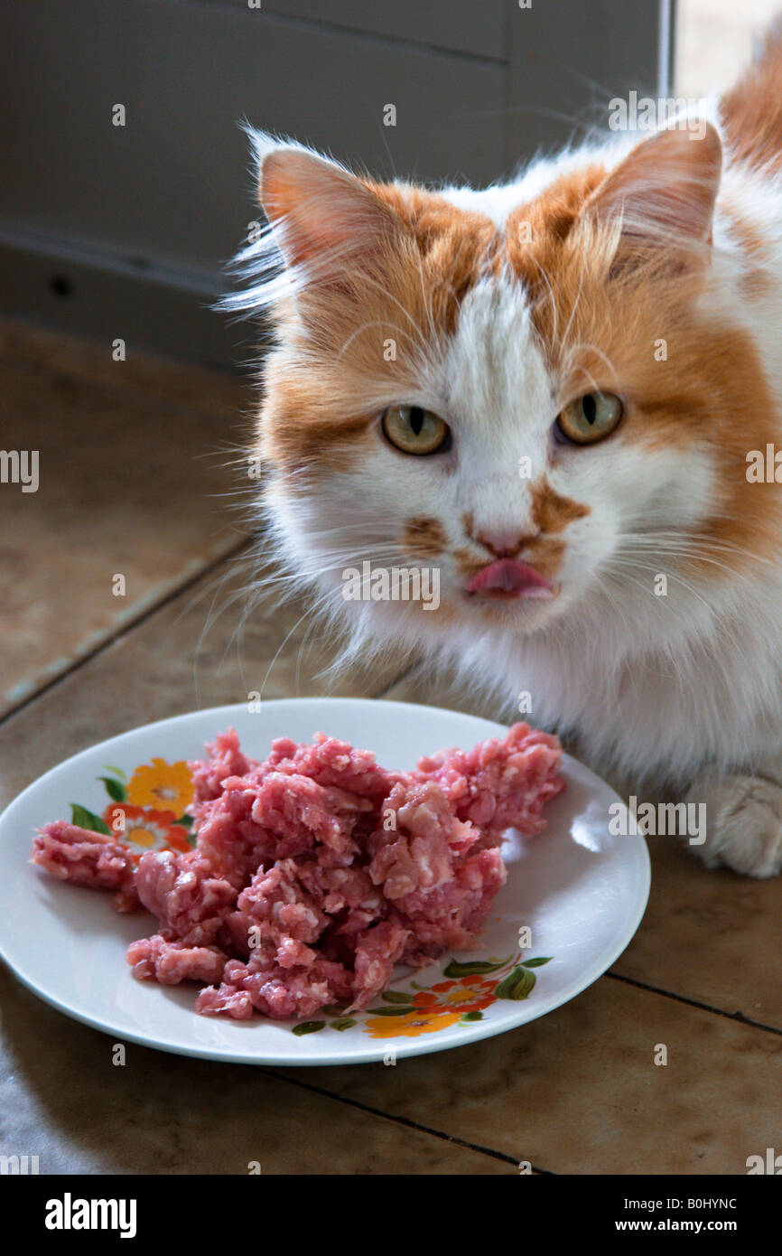 Cat eating raw flesh Stock Photo