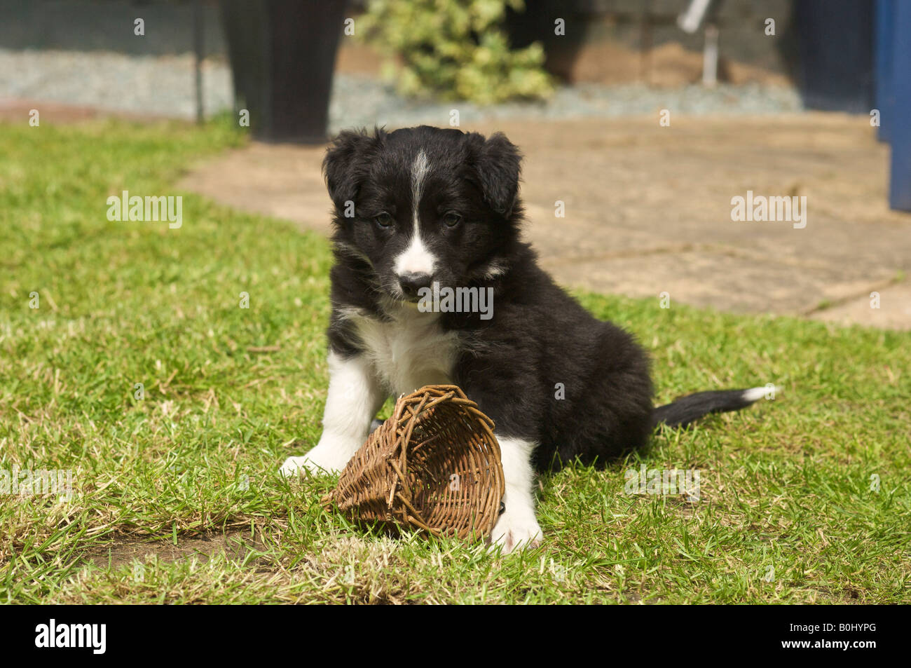 Jack the 8 week old border collie pup Stock Photo