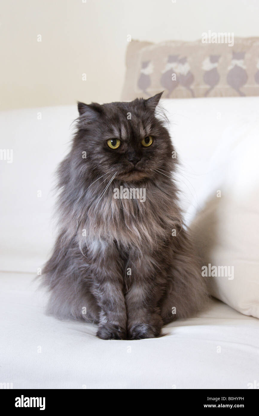 Persian gray cat Stock Photo