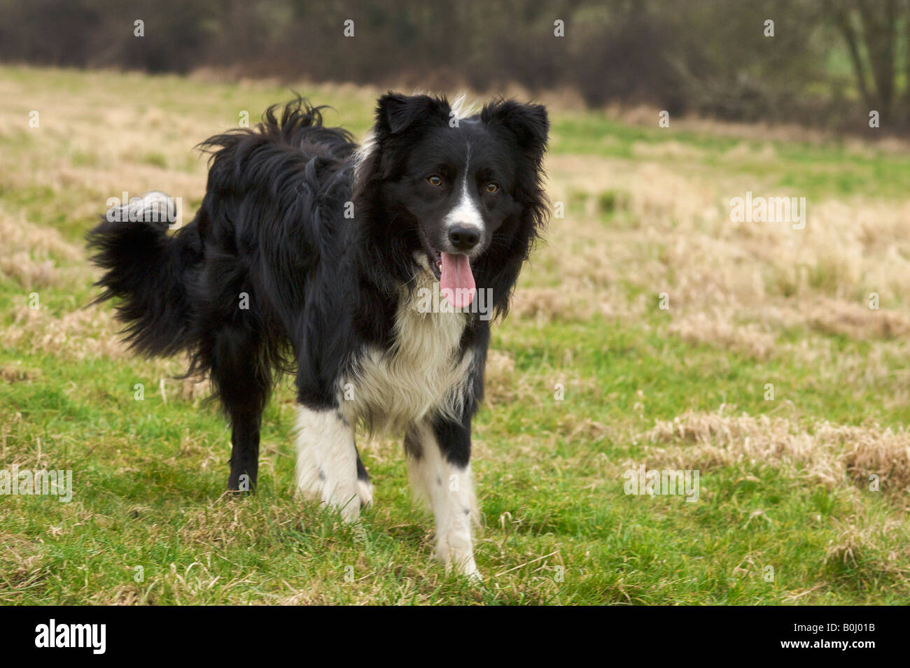 Jack the Border Collie waits for his next command Stock Photo