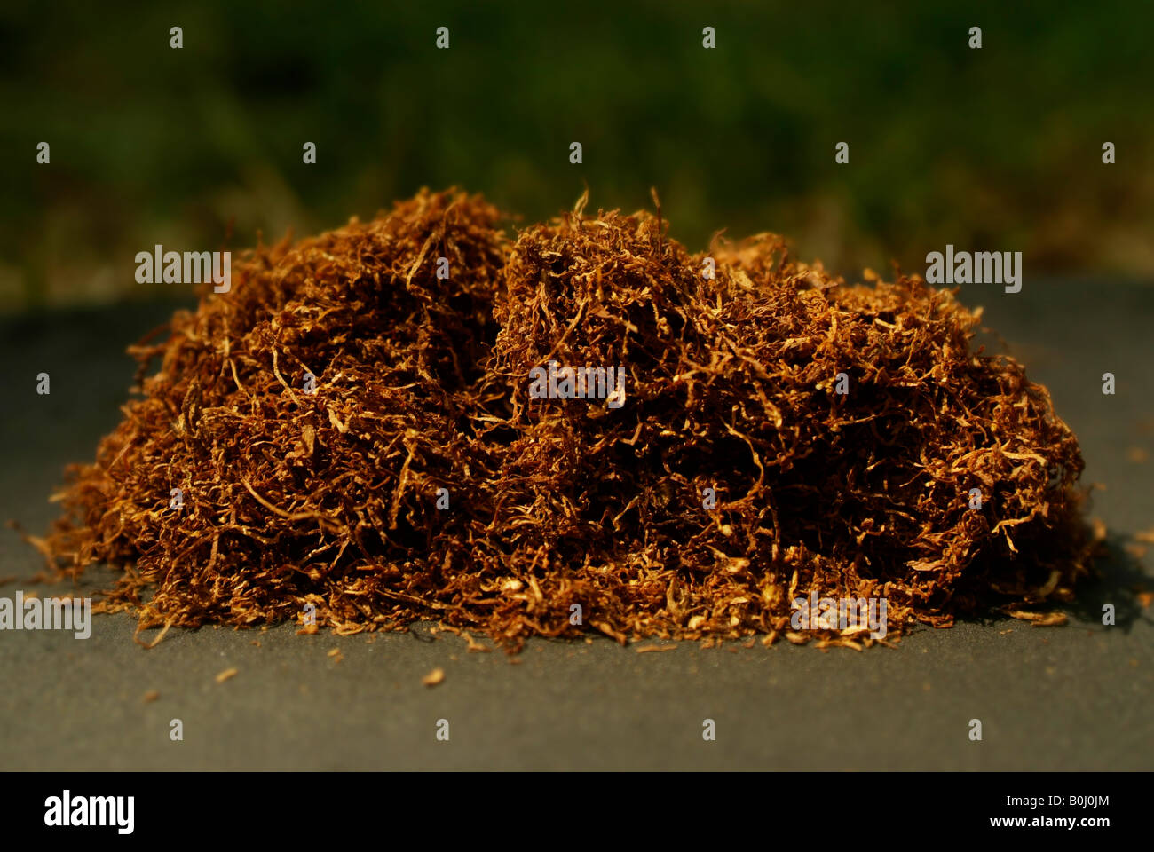 loose leaf tobacco for smoking in cigarettes Stock Photo