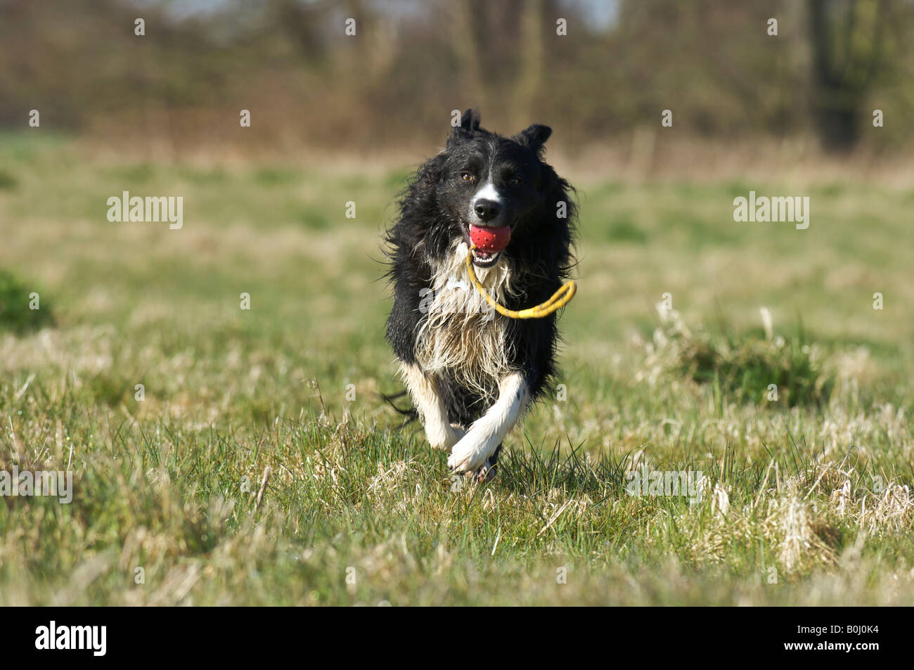 A Border Collie runs towards the camera carrying a ball he's just retrieved Stock Photo
