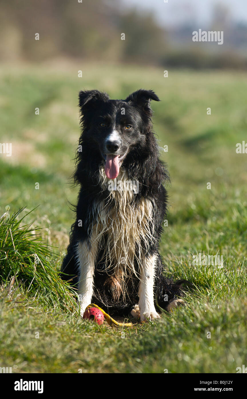 Border collie waiting for command hires stock photography and images