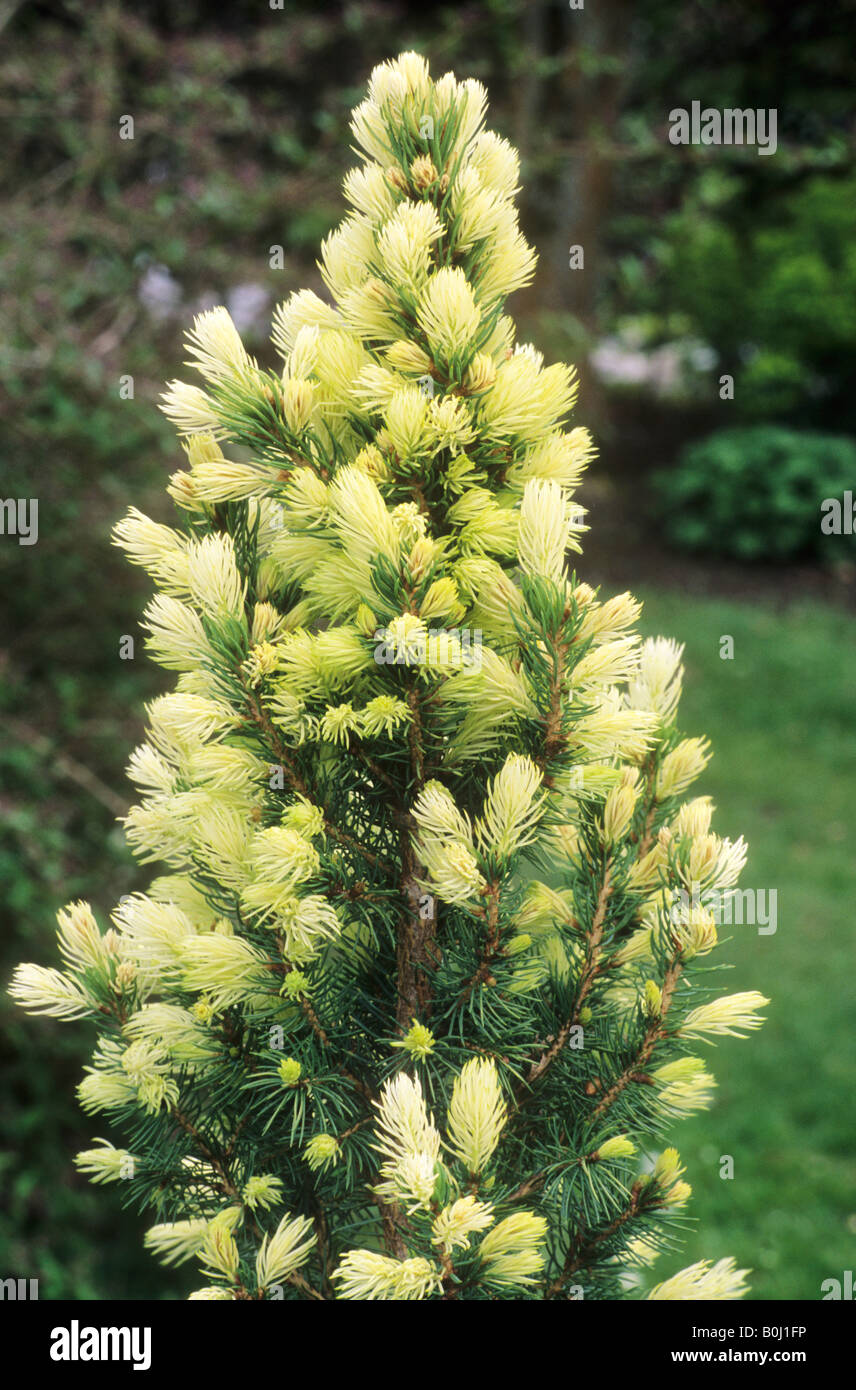 Picea glauca 'J.W.Daisy's White', white spruce conifer garden plant needles Stock Photo