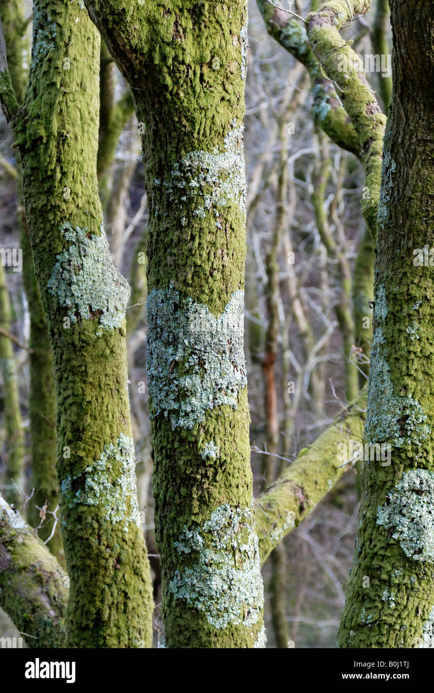Physcia adscendens lichen on Sessile Oak trunks Quercus petraea, Wales, UK. Stock Photo