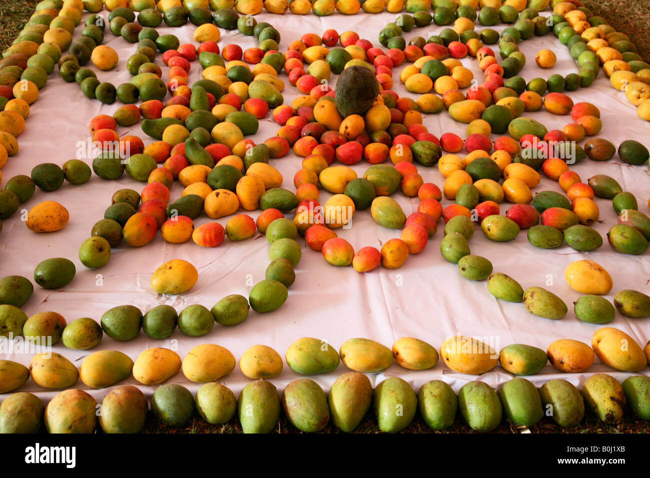 Mango display in mango fest Stock Photo Alamy