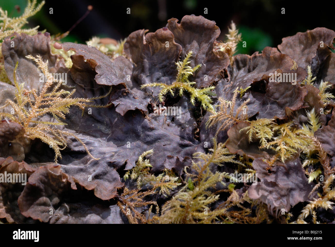 Peltigera canina Dog Lichen in Spring, Wales, UK. Stock Photo