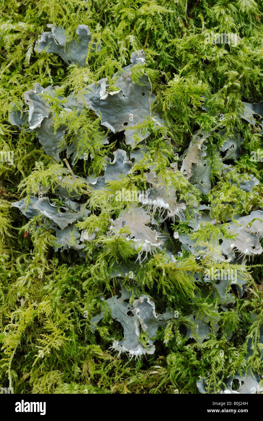 Peltigera canina Dog Lichen and moss Neckera complanata in winter, Wales, UK. Stock Photo