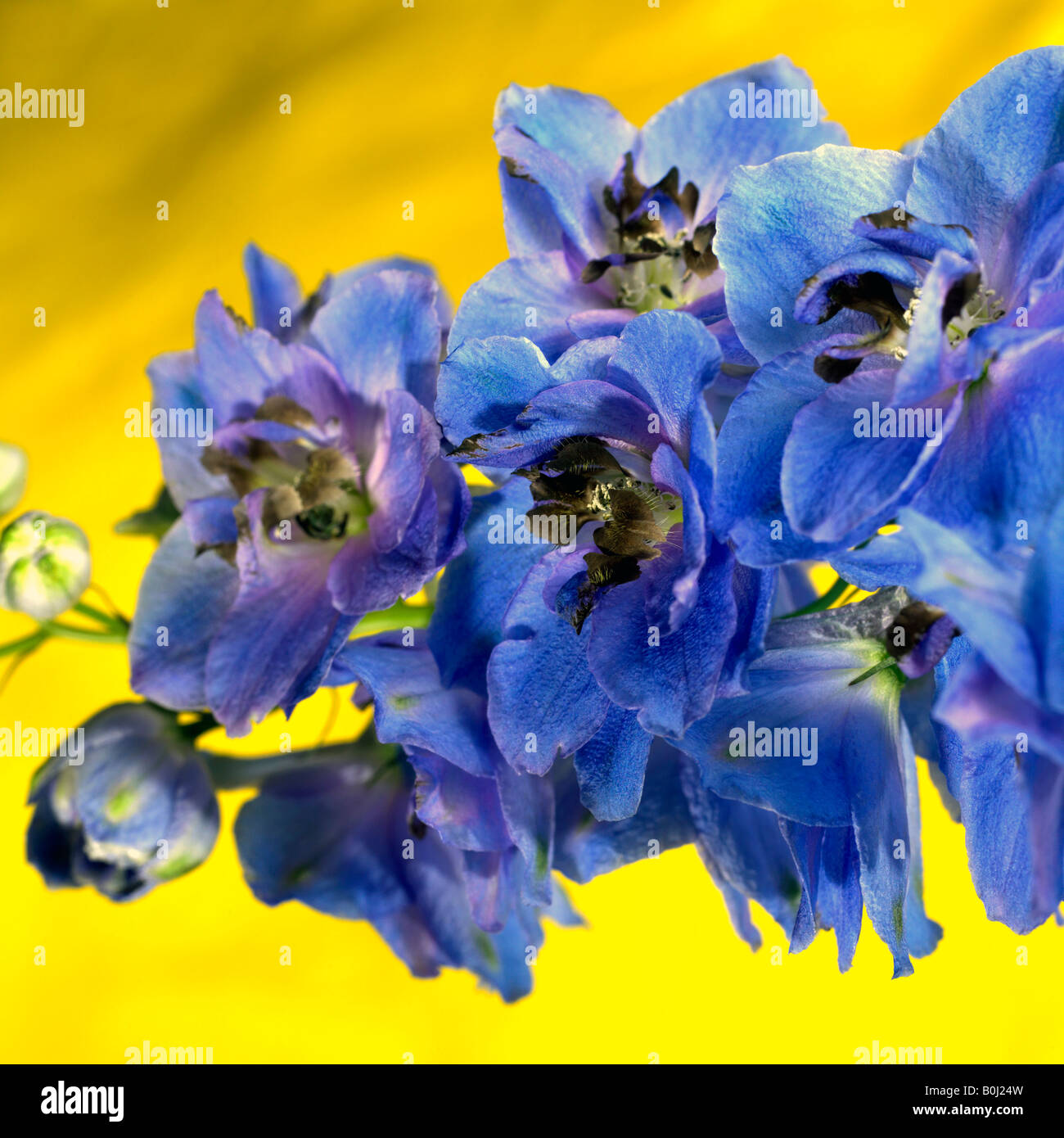 Blue delphinium hi-res stock photography and images - Alamy