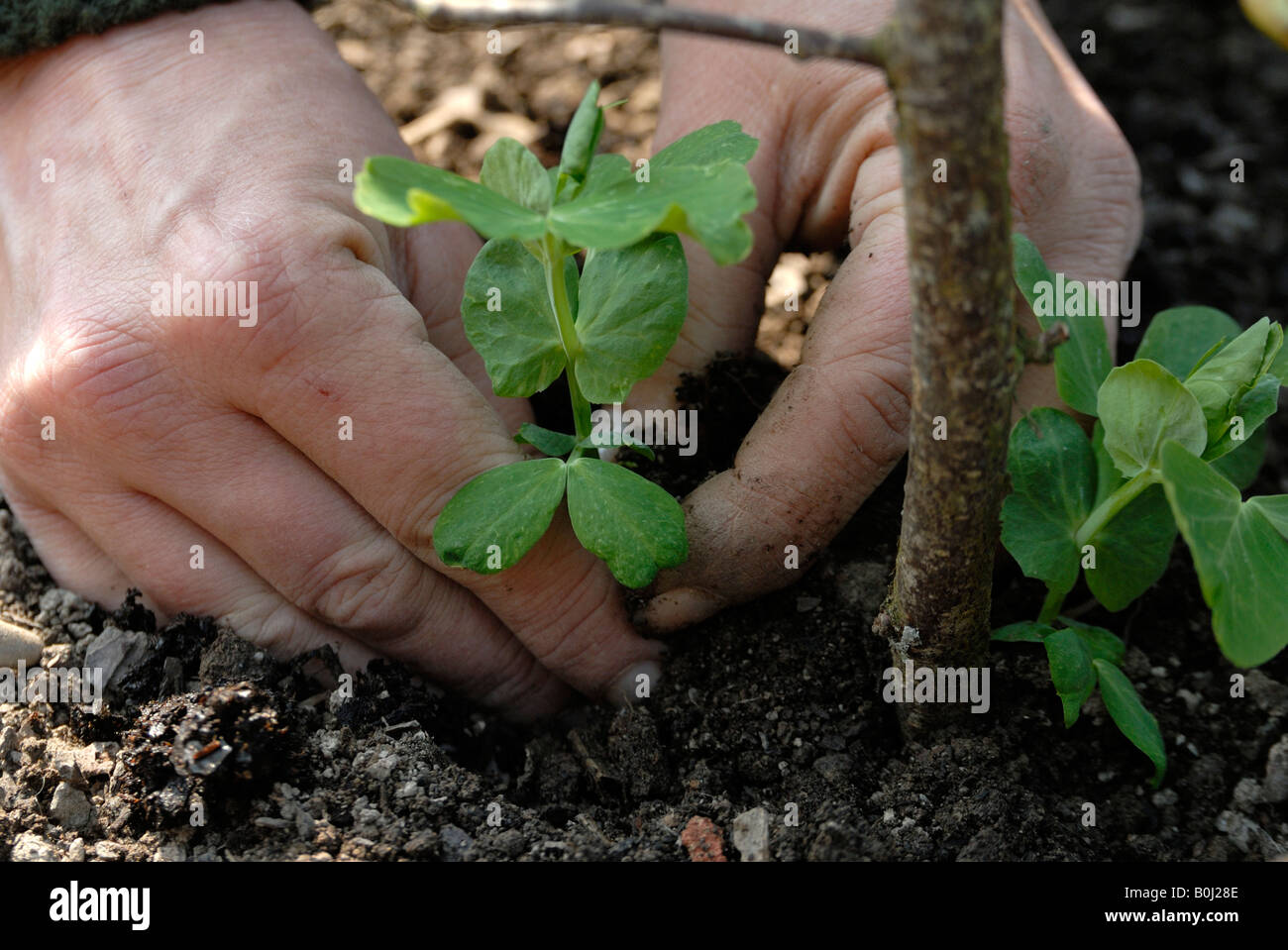 Close up of pea seedlings being planted Stock Photo