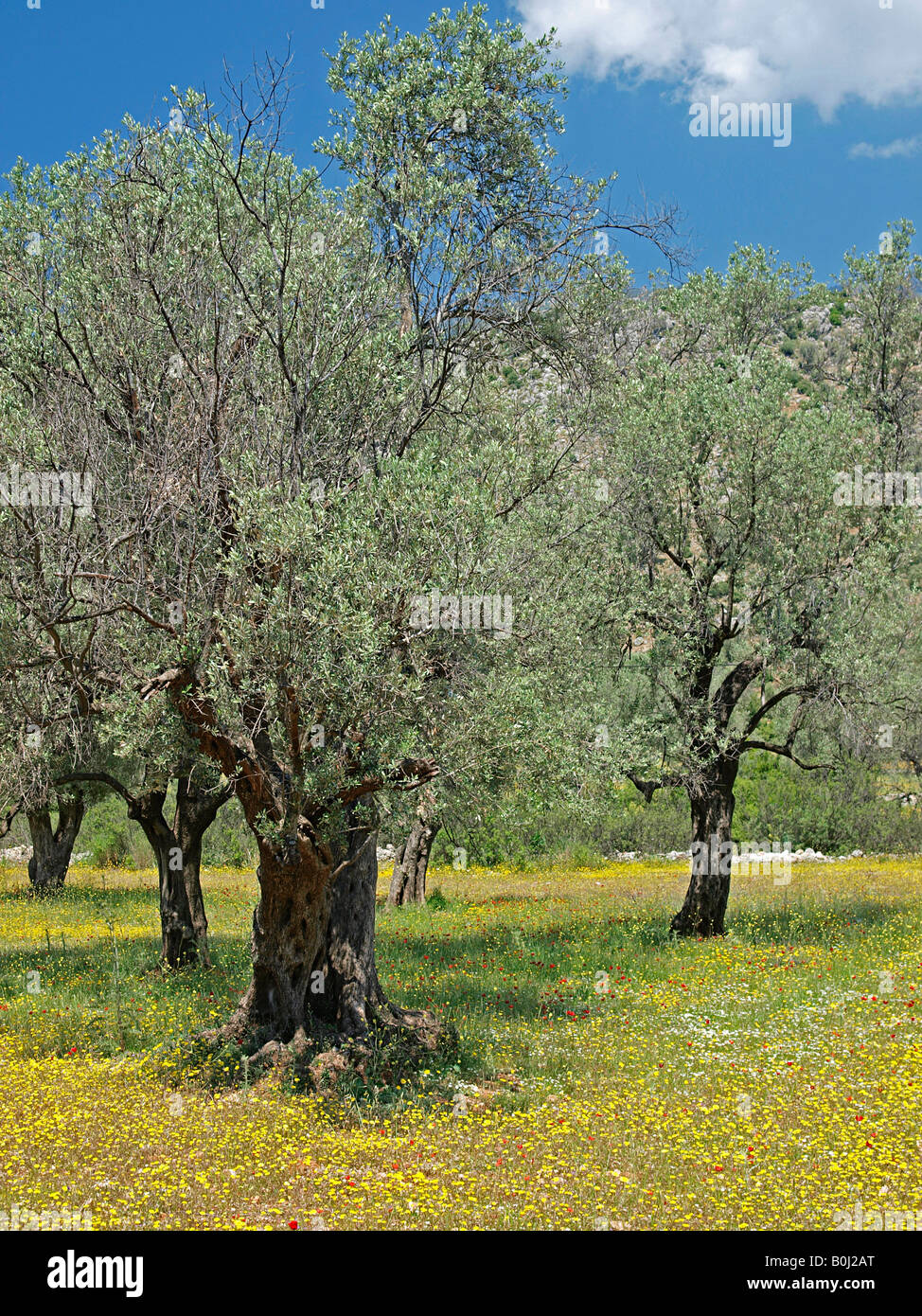 OLIVE TREE GROVE WITH YELLOW SPRING FLOWERS, BOZBURUN PENINSULA  MUGLA TURKEY Stock Photo