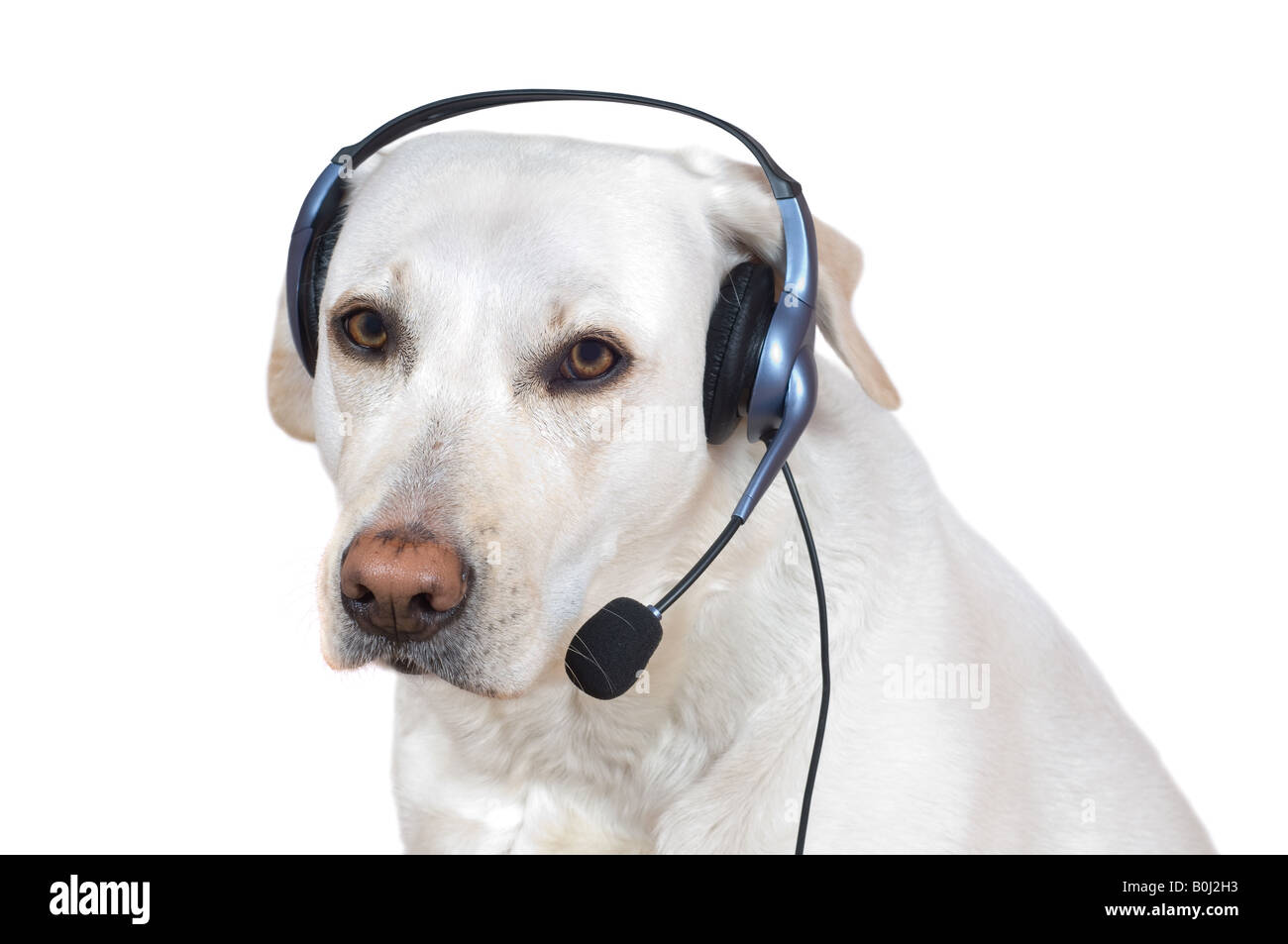 Dog support operator listening with headset on help line Stock Photo