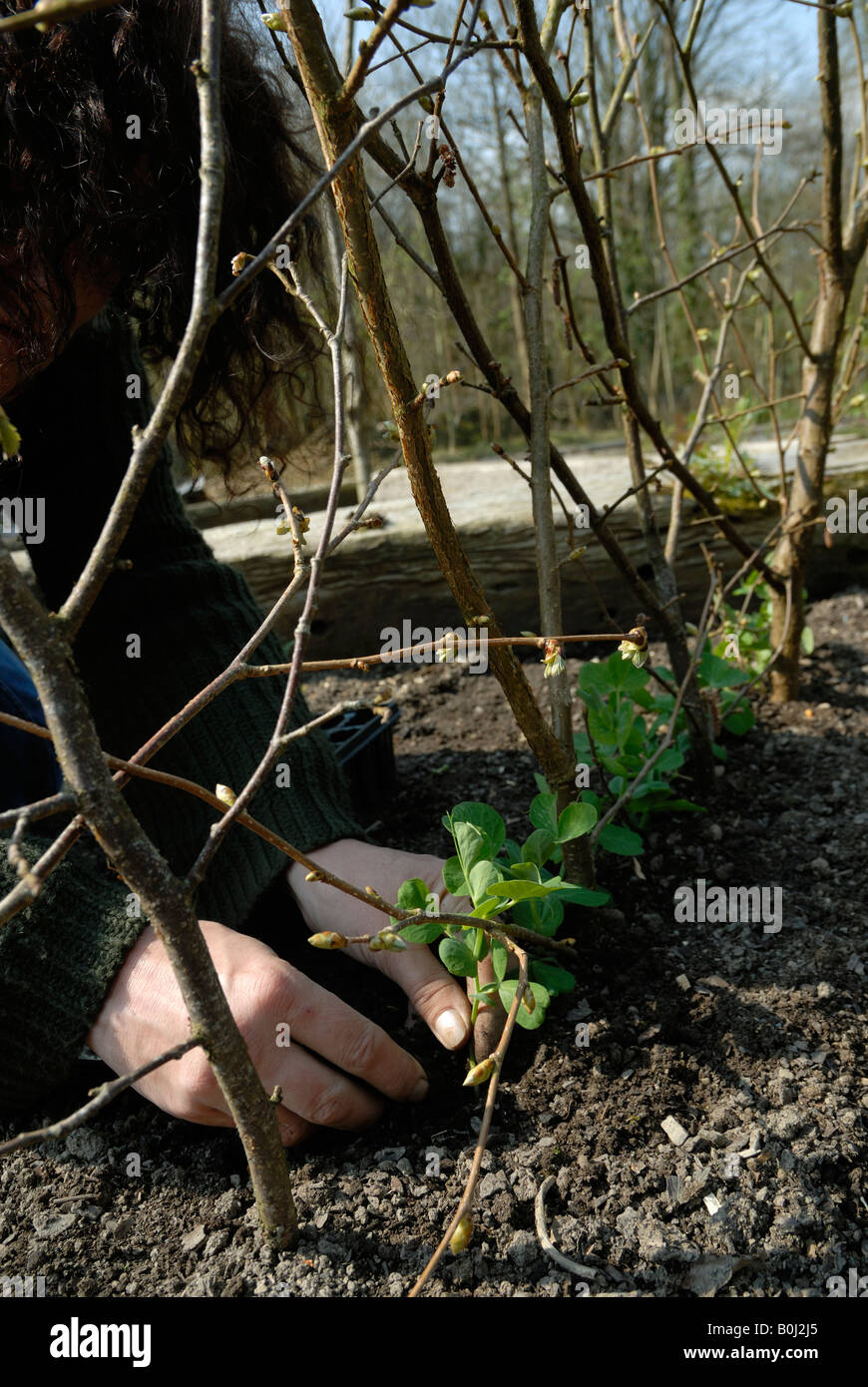 Female gardener planting Pea seedlings with traditional hazel sticks Stock Photo