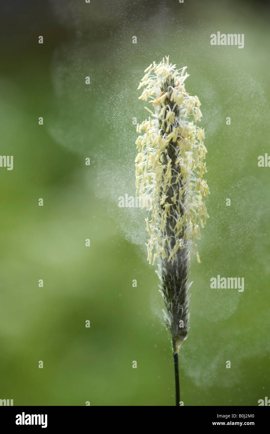 Pollen being released from a grass flower in the English countryside