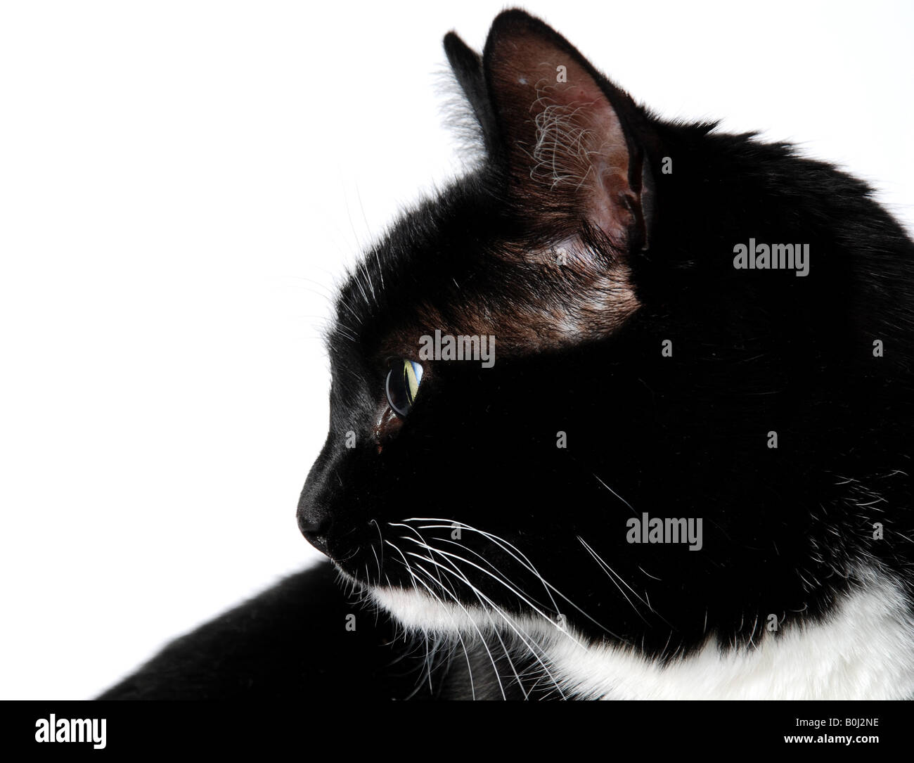 Black and white cat in profile sharpness on the pupil Stock Photo - Alamy