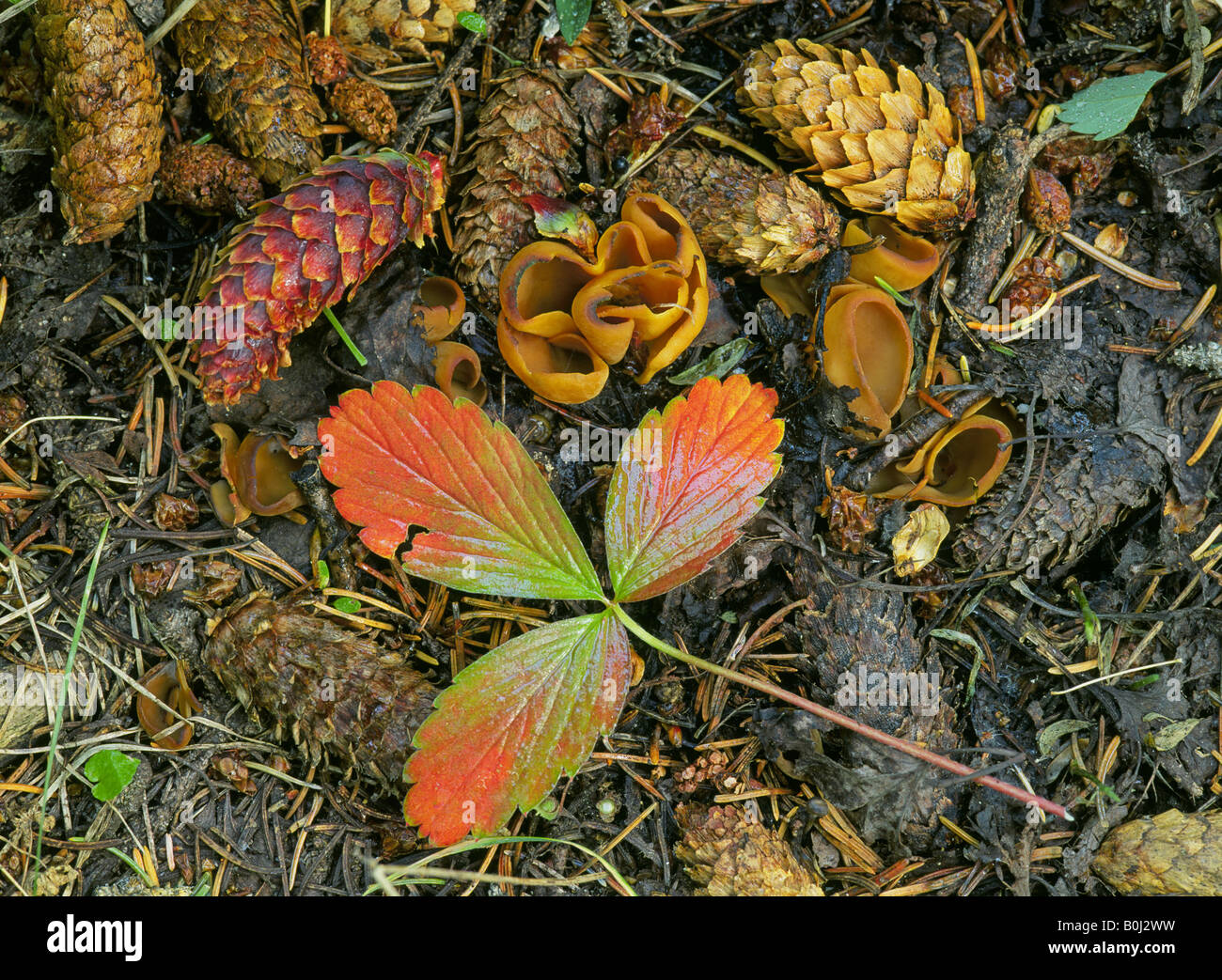 Spruce seed cones a wild strawberry leaf and several small mushrooms in a forest in the Pecos Wilderness area Stock Photo
