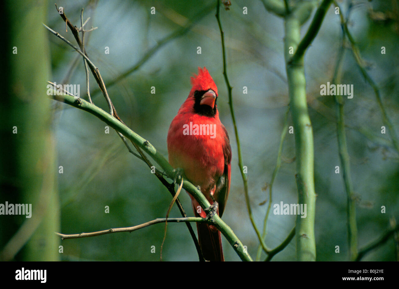 The Northern Cardinal Cardinalis cardinalis also known as the Redbird