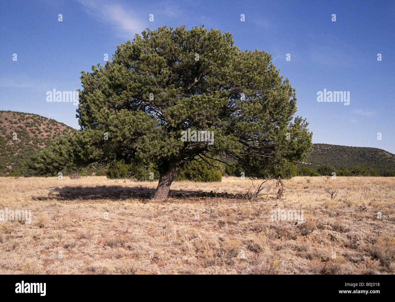 Portrait of a pinon tree pinus edulis is the New Mexico State Tree Stock Photo