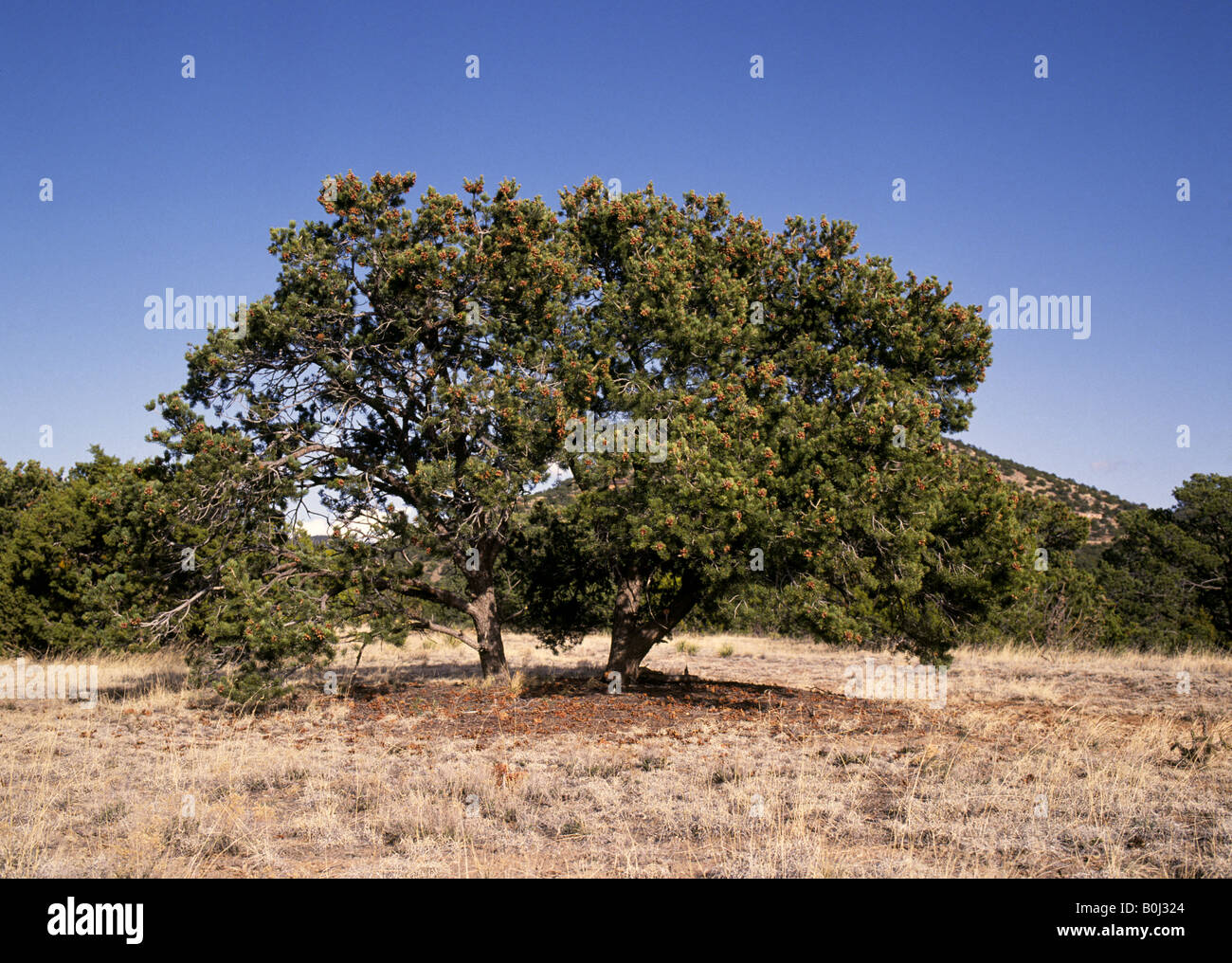Portrait of a pinon tree pinus edulis is the New Mexico State Tree Stock Photo