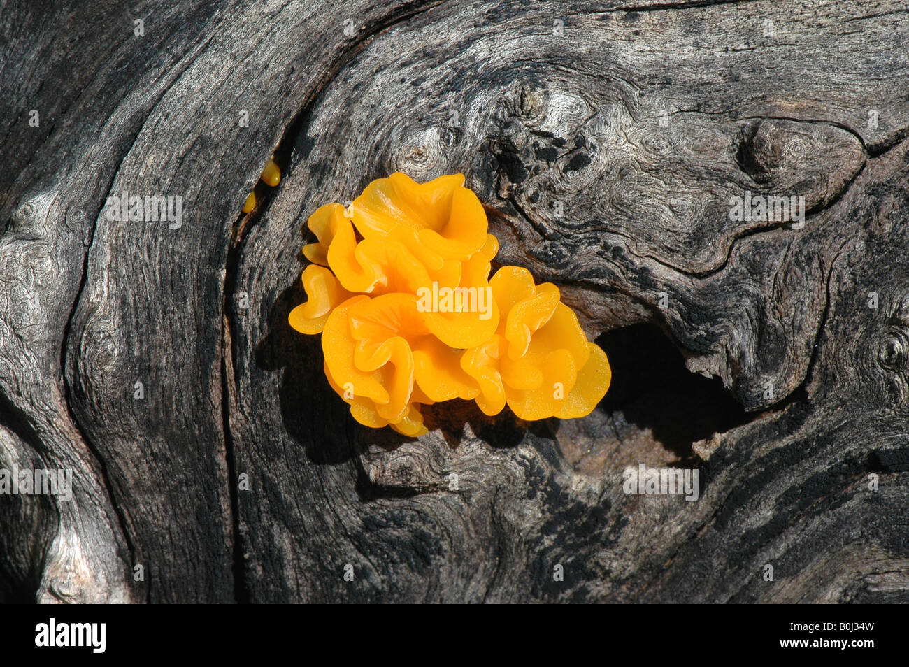 Orange fungus growing out of a dead tree, west of Okangwati, Kaokoland, Namibia. Africa. Stock Photo