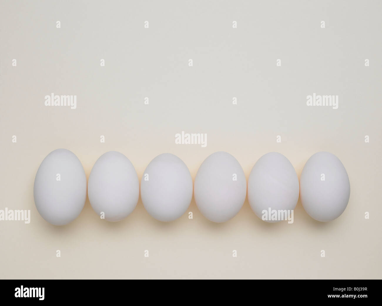 row of duck eggs Stock Photo