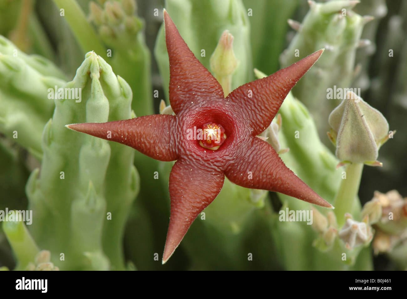 Stepelia kwebensis  in flower near Khorixas Namibia. Africa. Stock Photo
