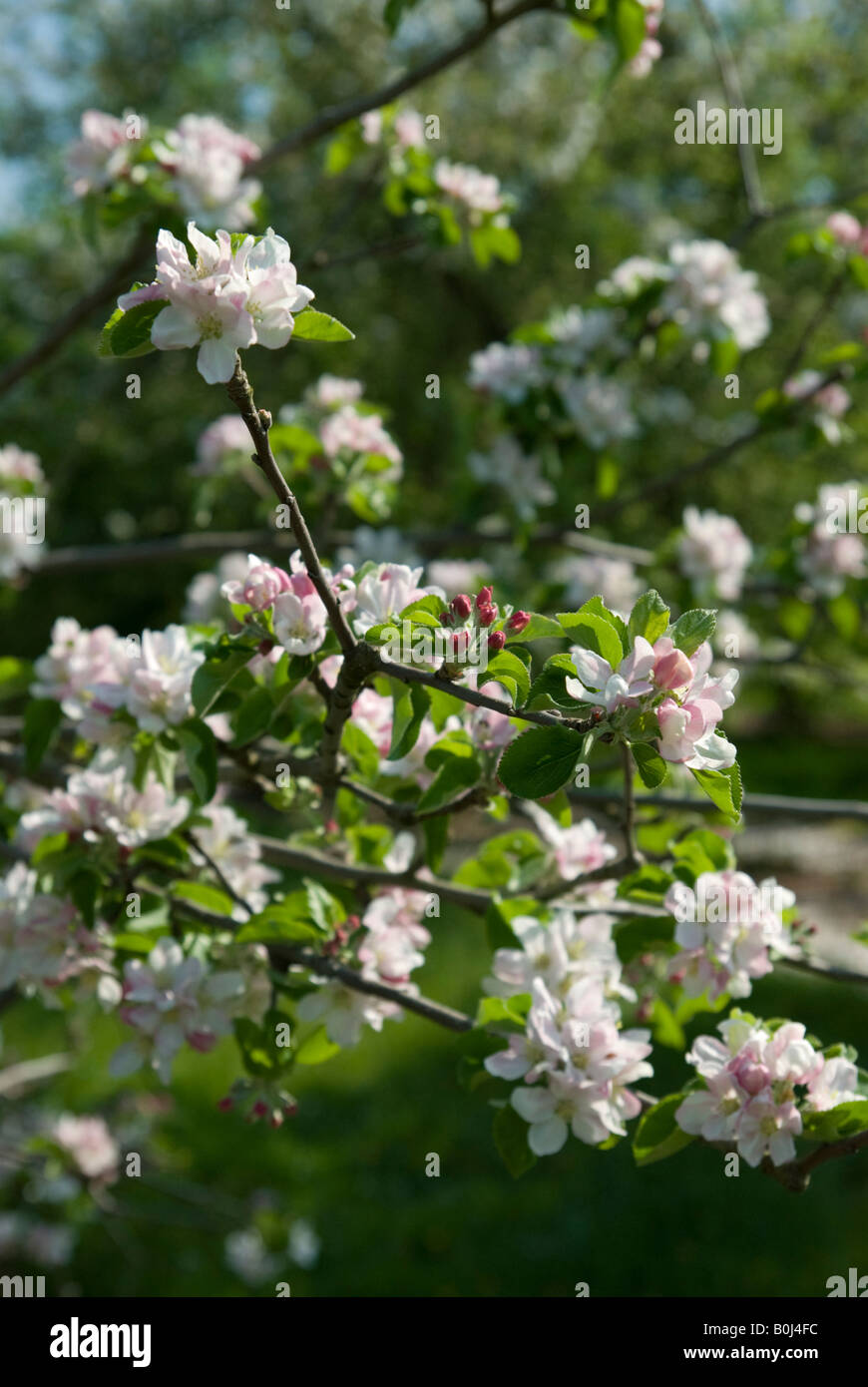 Apple blossom Stock Photo
