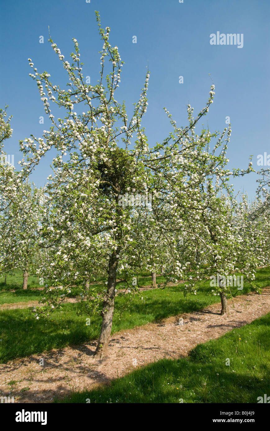 Mistletoe in a Herefordshire apple orchard Stock Photo