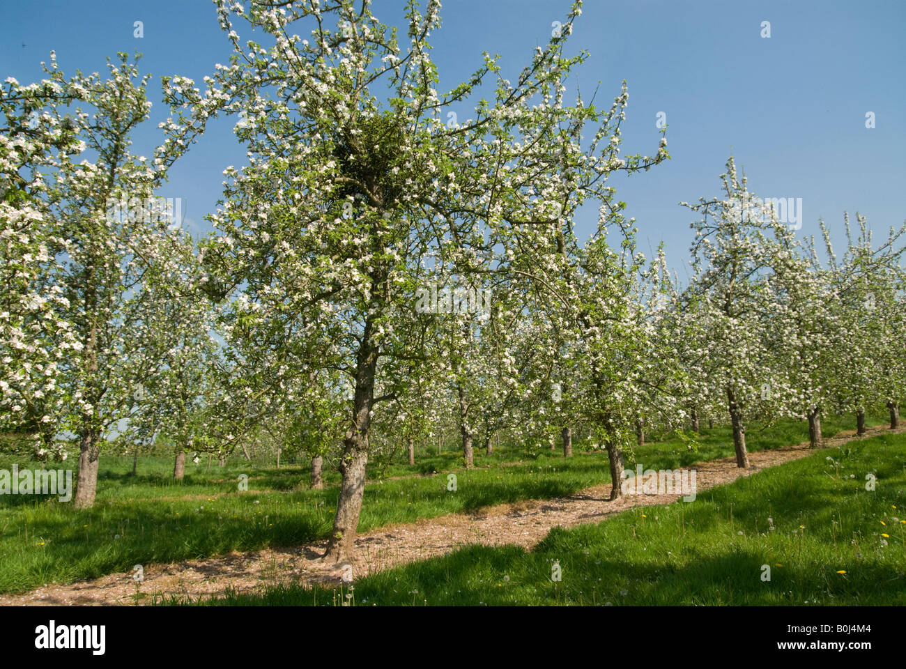 Mistletoe in a Herefordshire apple orchard Stock Photo