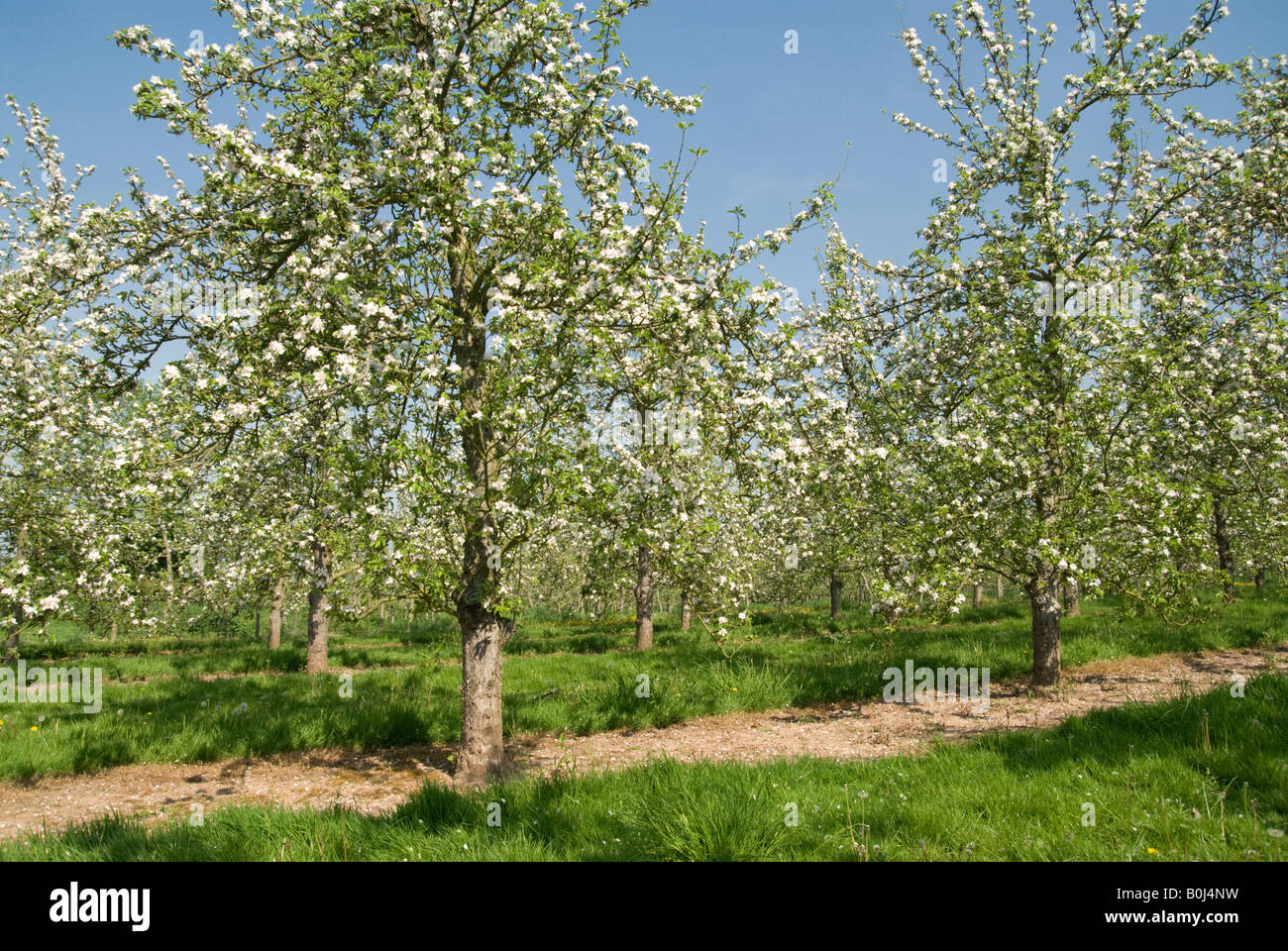 Herefordshire apple orchard in blossom Stock Photo