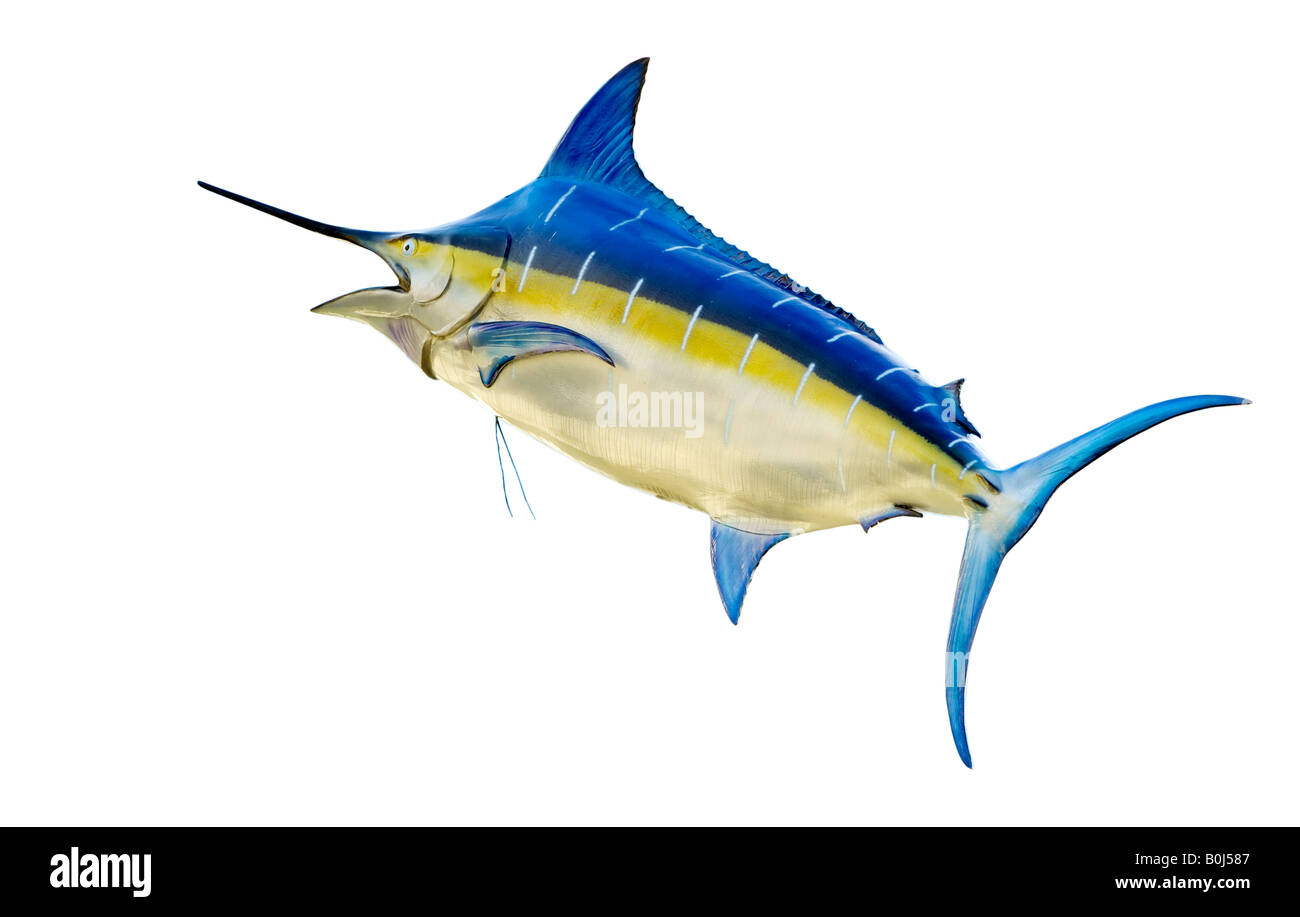 Blue Marlin isolation Stock Photo